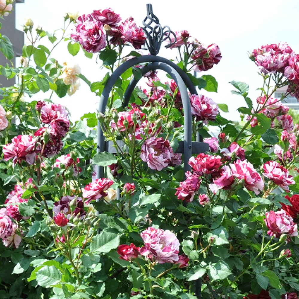 バラ ニュー イマジン 2