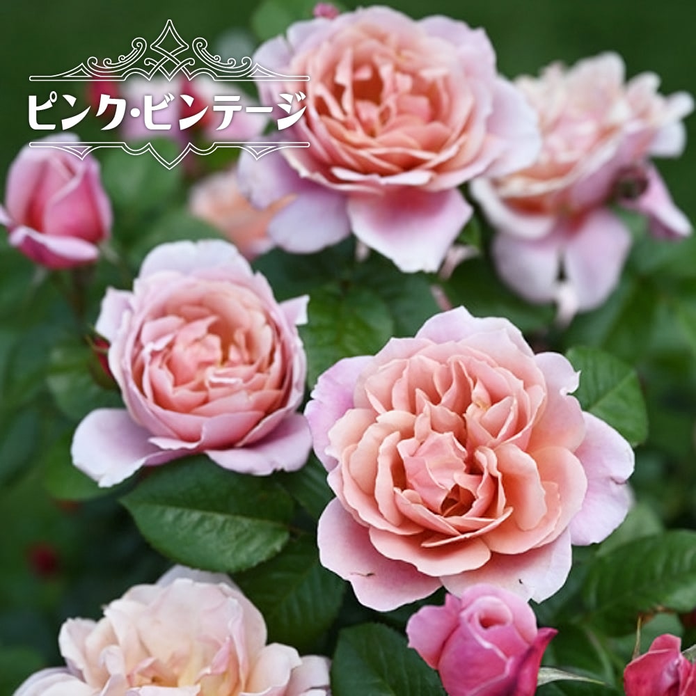 バラ ピンク ビンテージ 