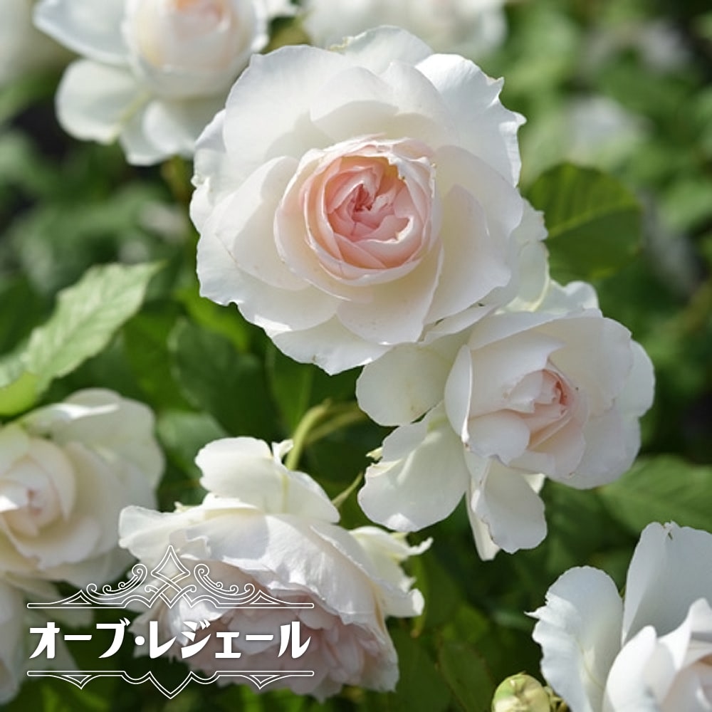 バラ オーブ レジェール 