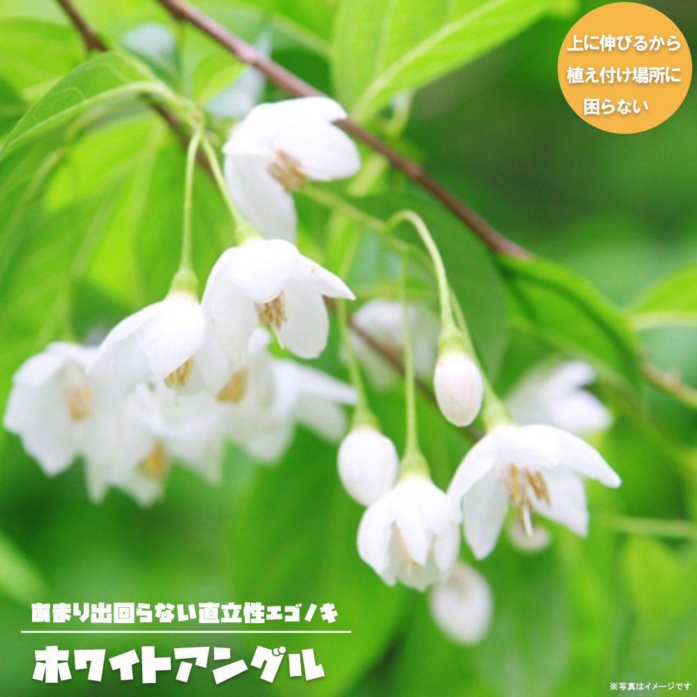 エゴノキ ホワイトアングル 3