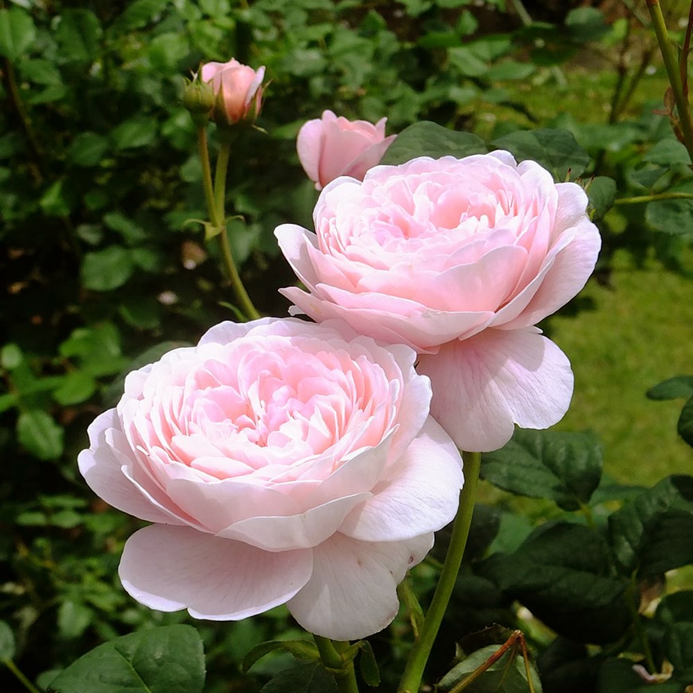 バラ クイーンオブスウェーデン 1