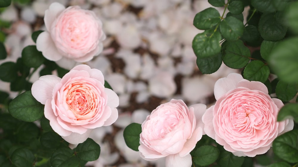 バラ クイーンオブスウェーデン 2