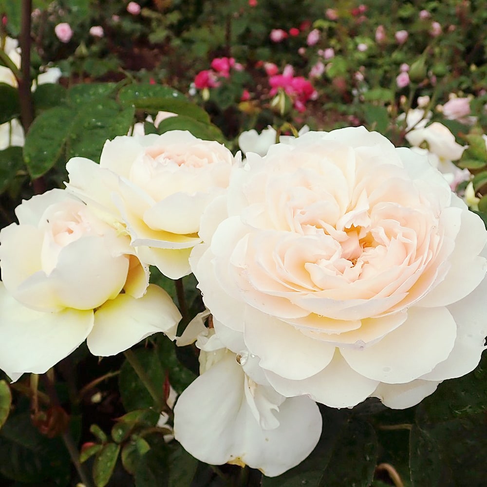 バラ ジェントルハーマイオニー 3