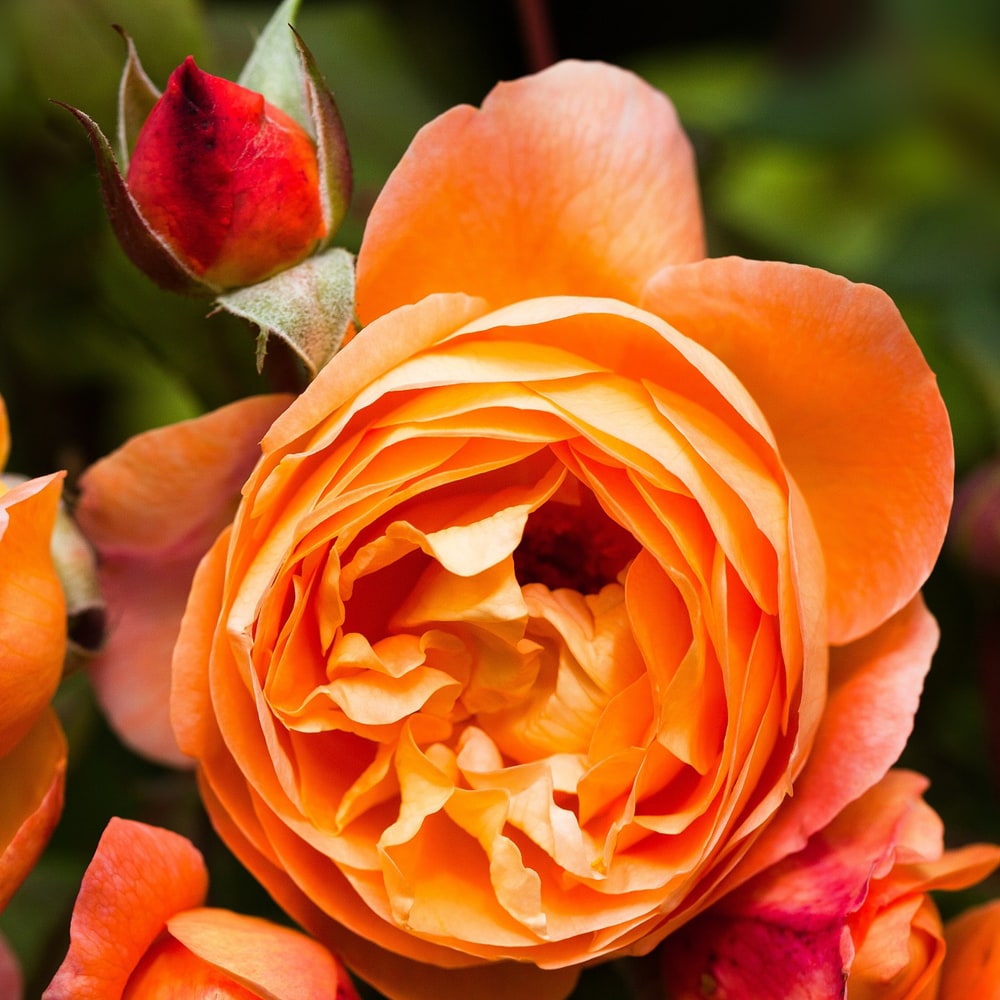 バラ レディエマハミルトン 2