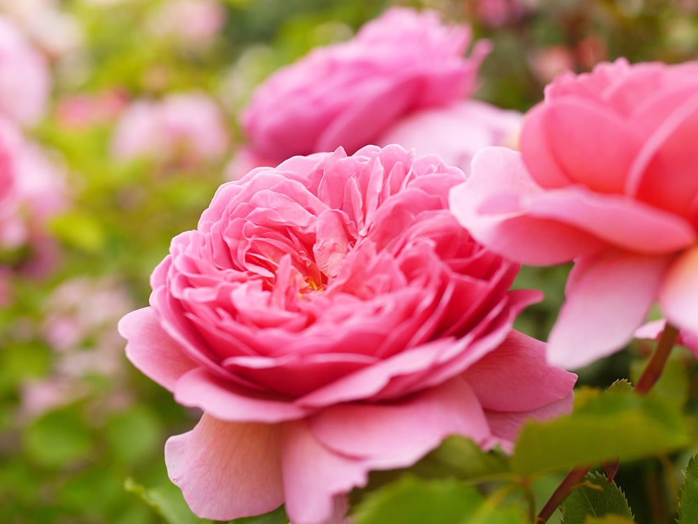 バラ プリンセス アレキサンドラ オブ ケント 2