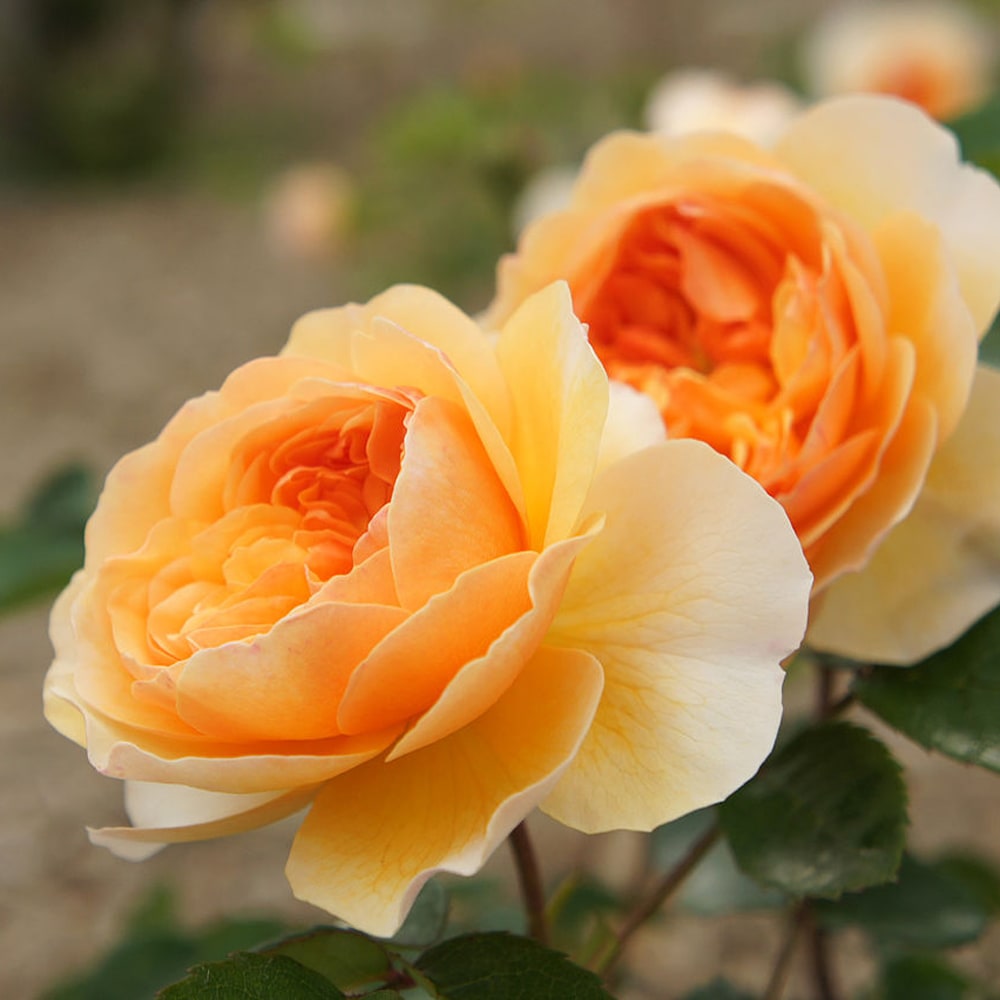 バラ ポート サンライト  2