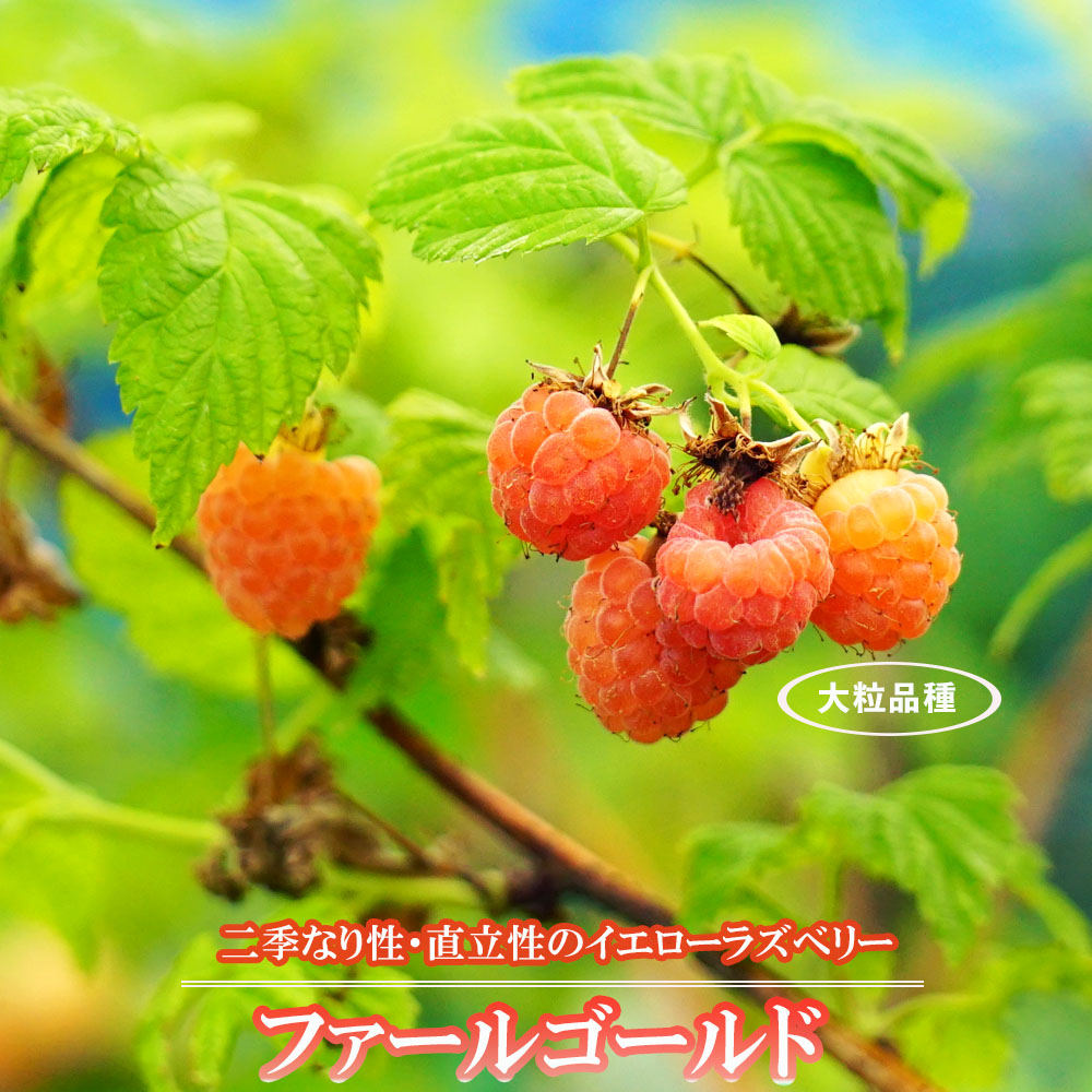 ラズベリー ファールゴールド 2