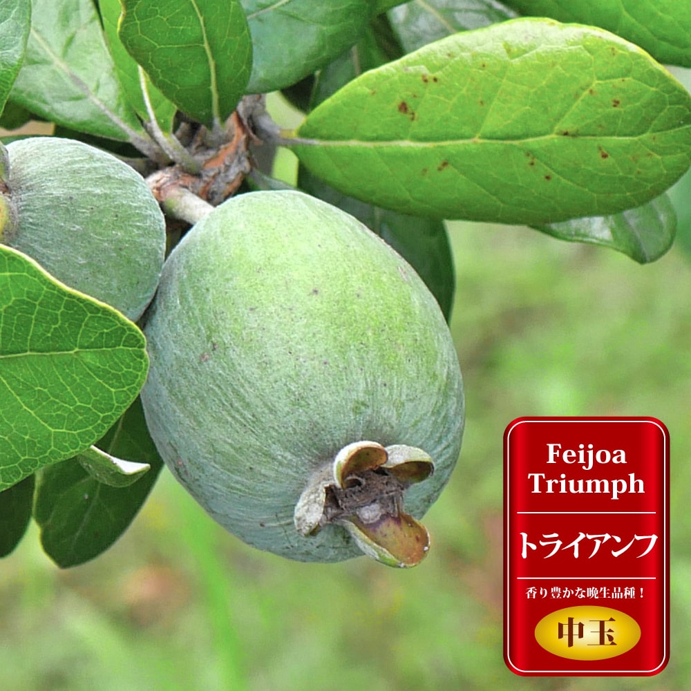 フェイジョア トライアンフ 