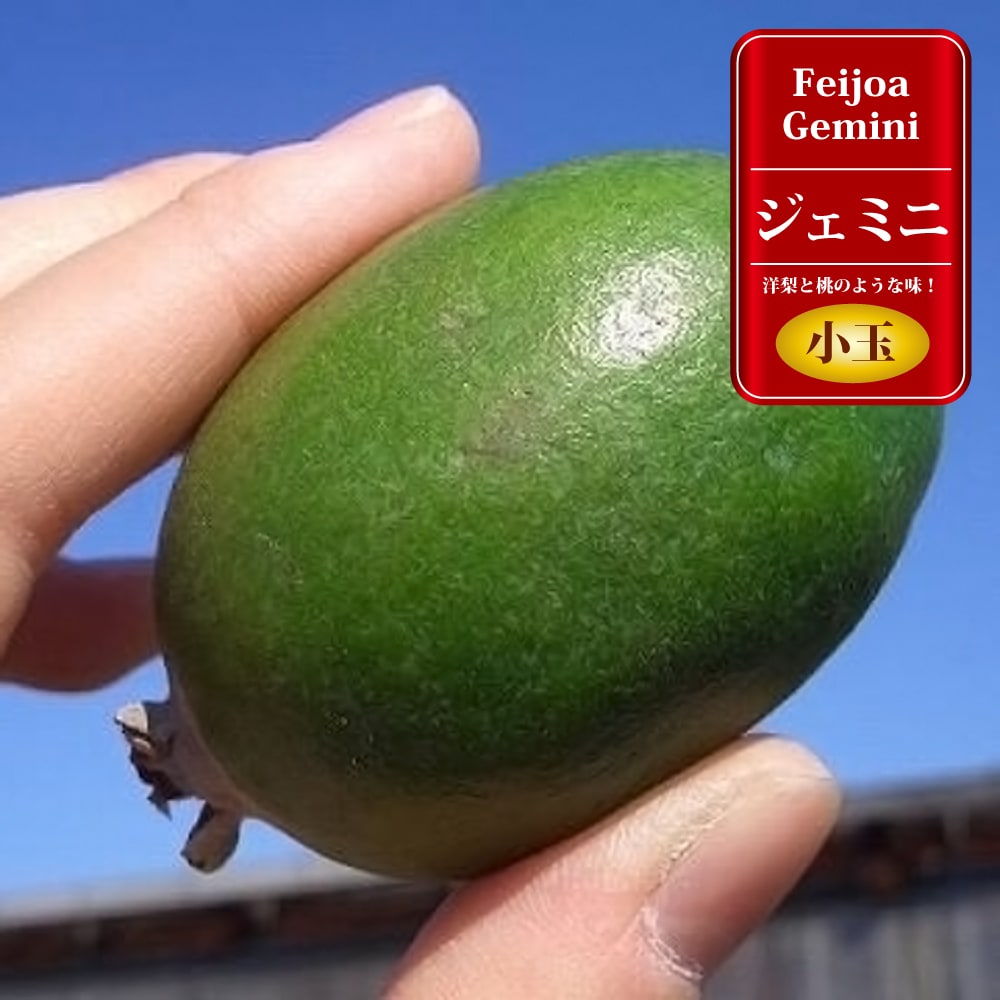 フェイジョア ジェミニ 2