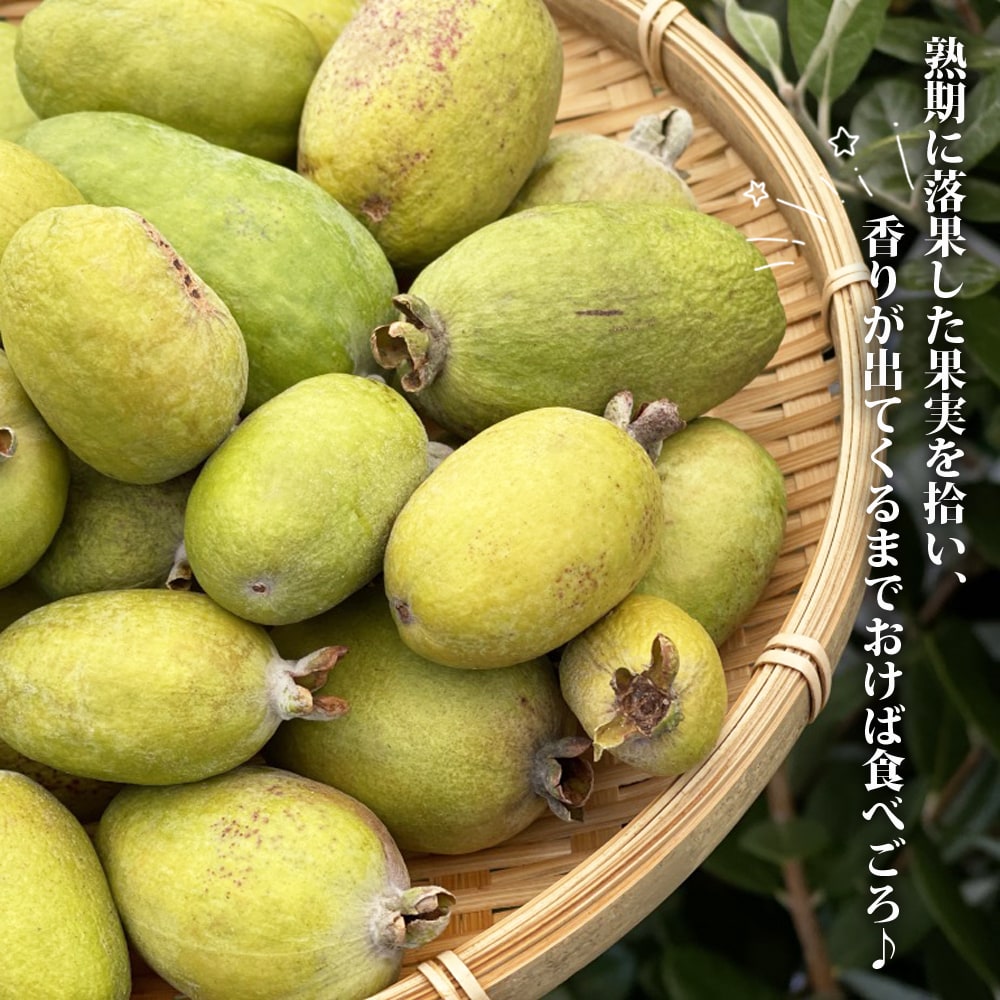 フェイジョア 食べごろ
