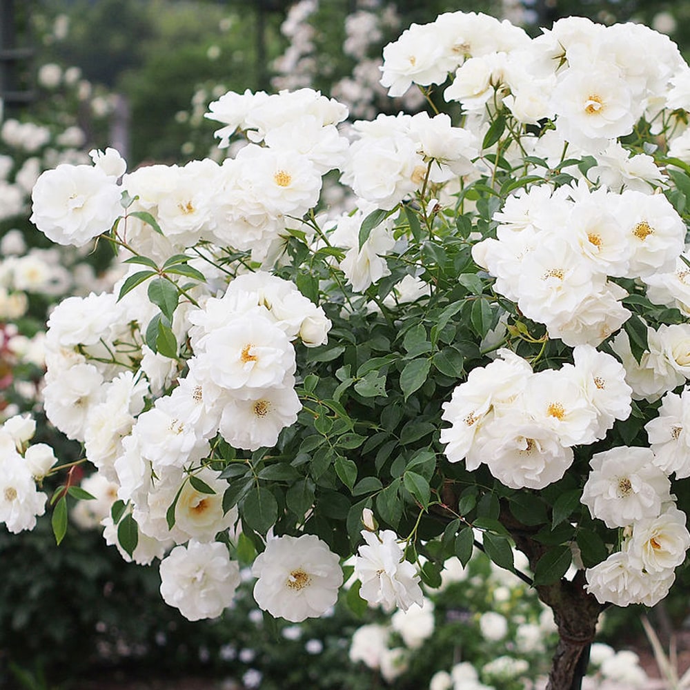 バラ アイスバーグ 2