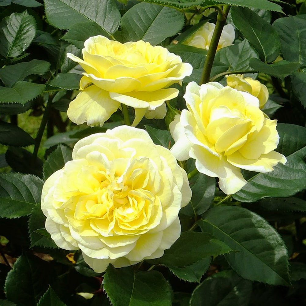 バラ カールプロベルガー 2