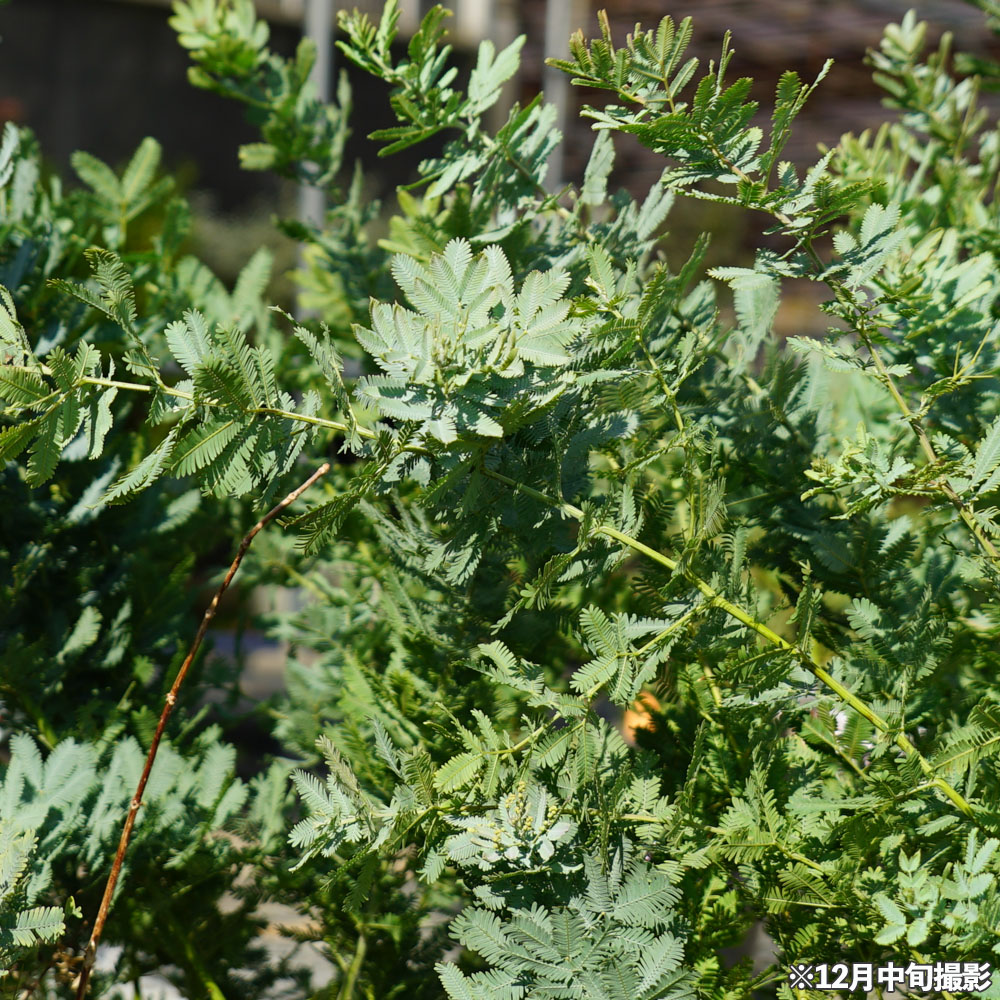 アカシア ゴールデンミモザ 苗 販売 苗木部 By 花ひろばオンライン