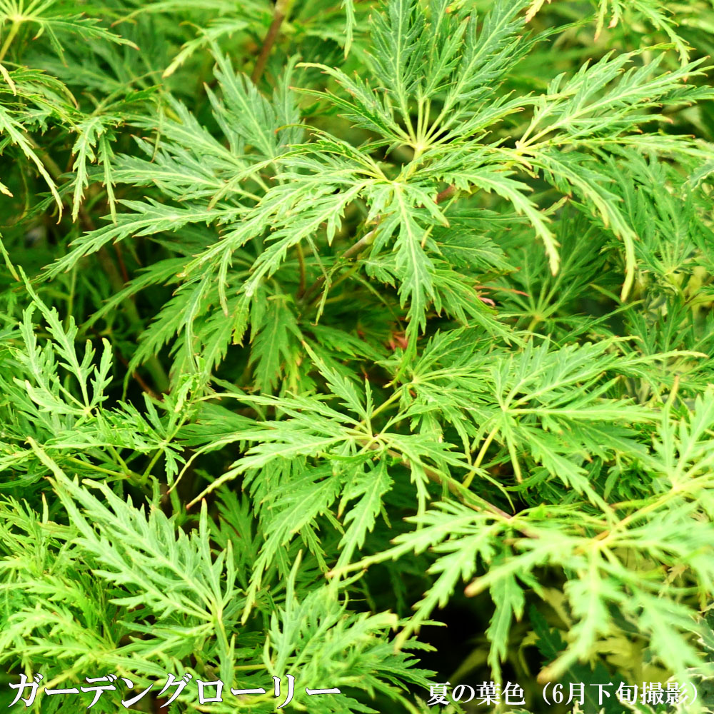 カエデ・もみじ ガーデングローリー 1