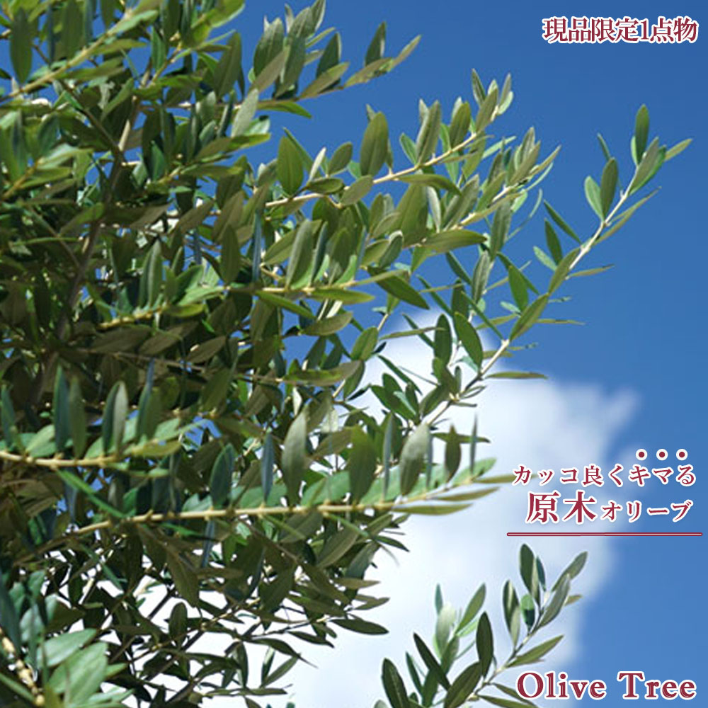 オリーブ　原木