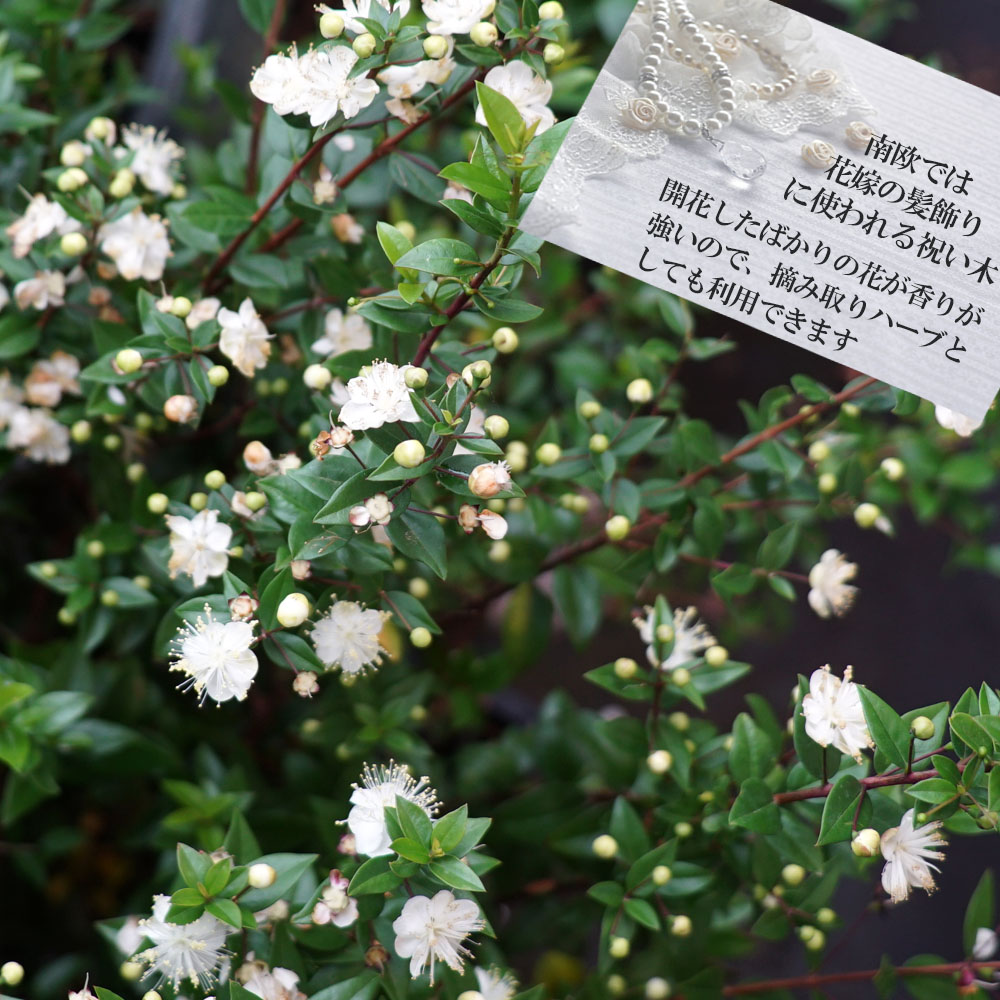 ギンバイカ ギンバイカ 