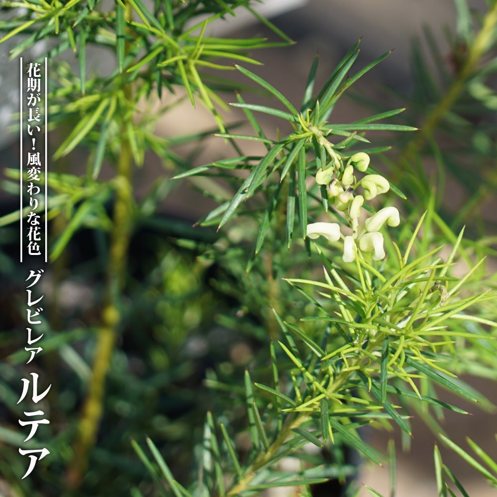 グレビレア ルテア 