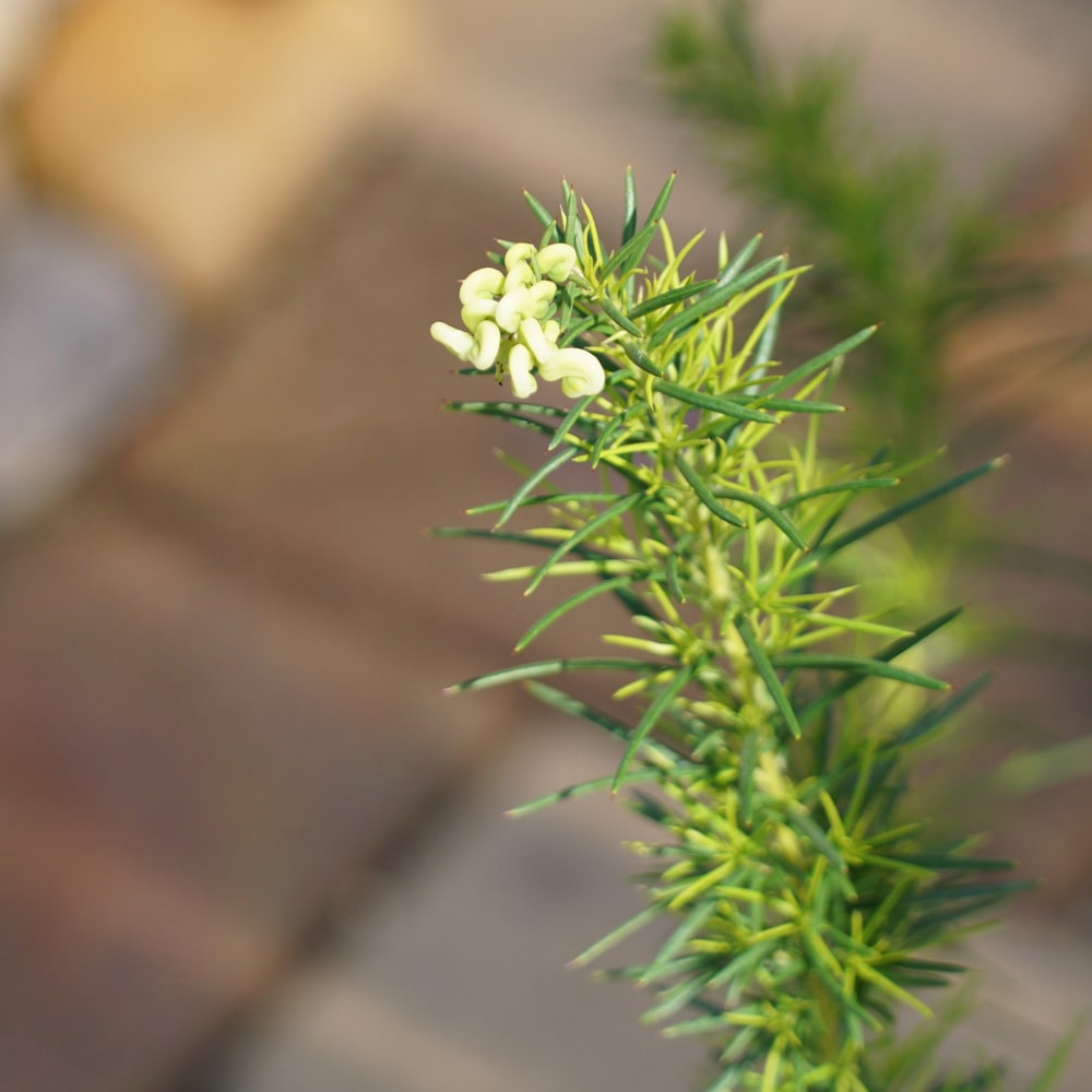 グレビレア ルテア 1