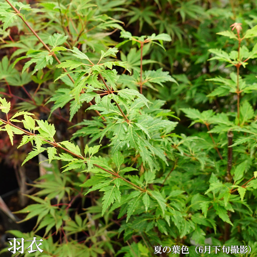 もみじ 羽衣の夏の葉色