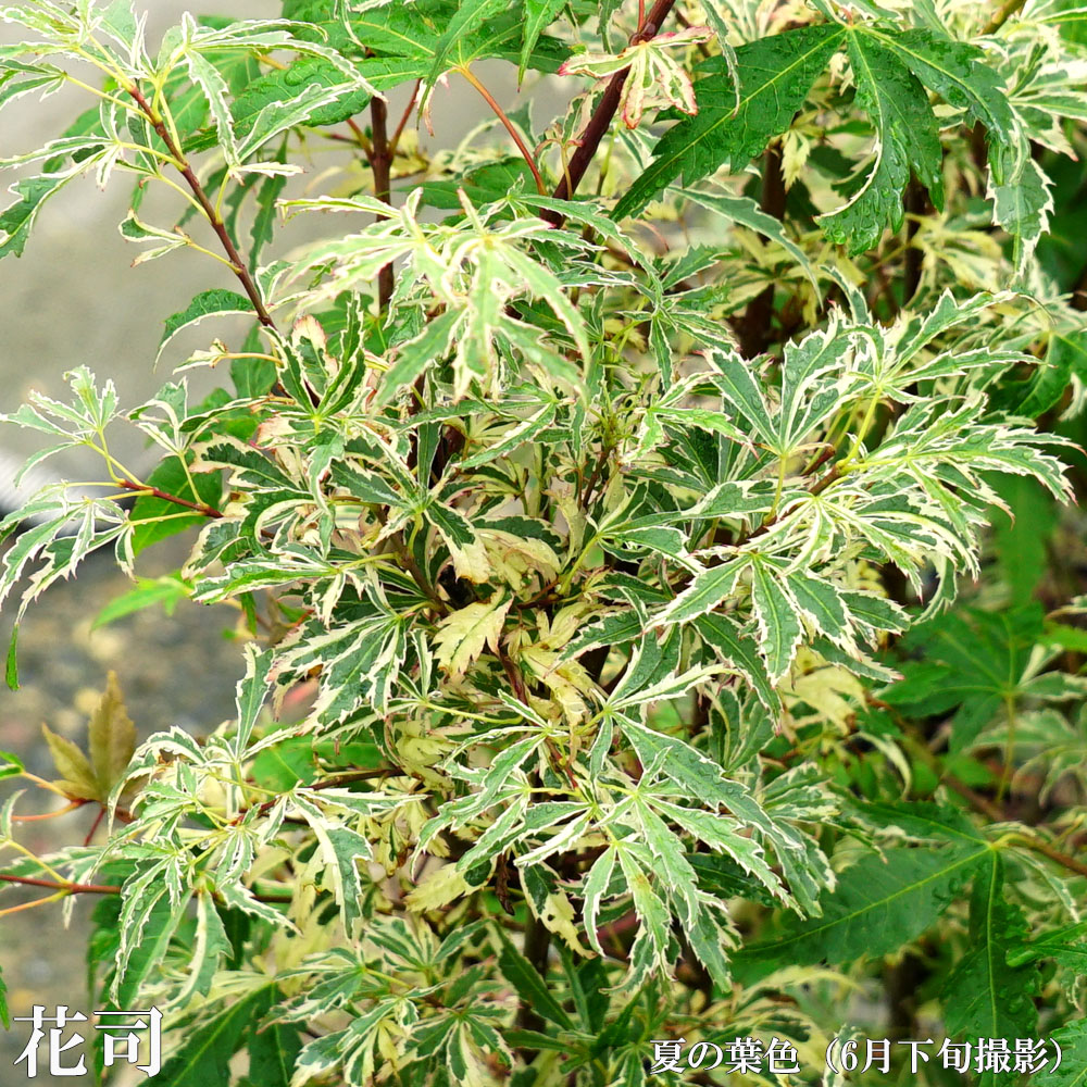 カエデ・もみじ 花司 3