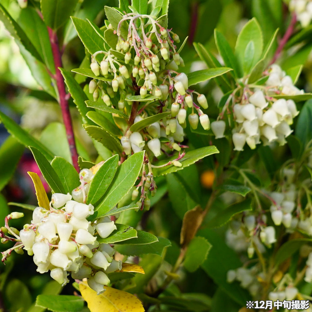 イチゴノキ 白花ヒメイチゴノキ 2