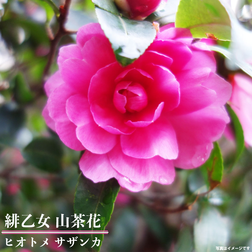 サザンカ しあわせ絞り 