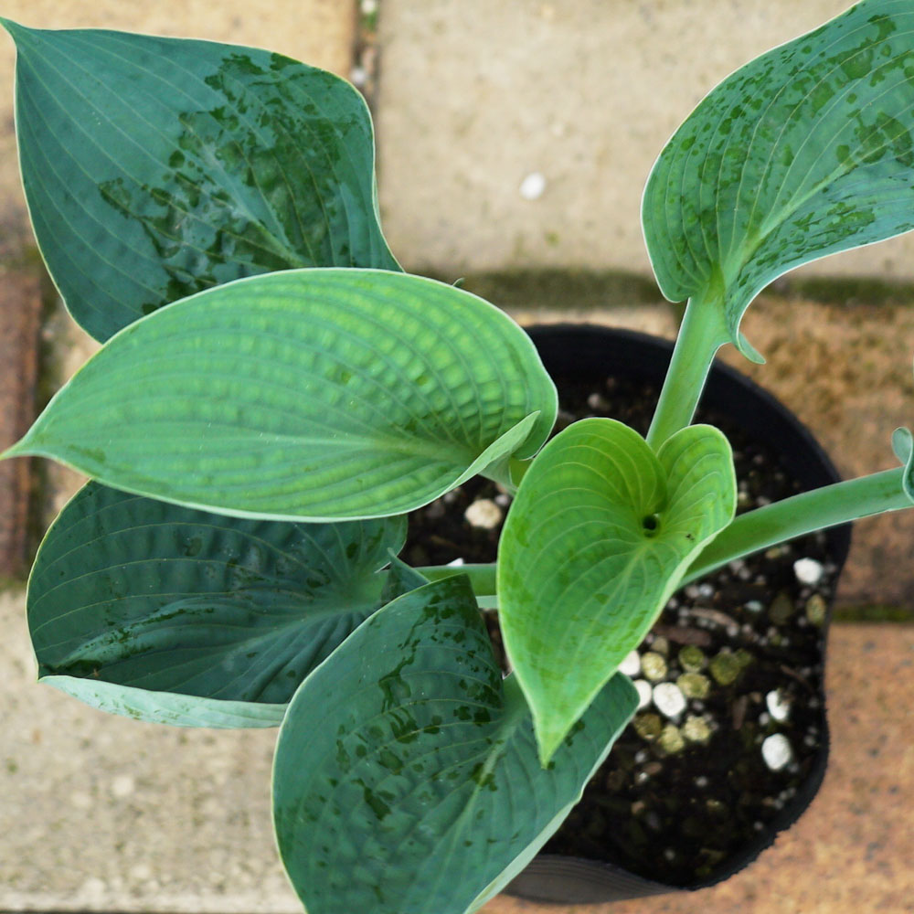 ホスタ ビッグダディ 1