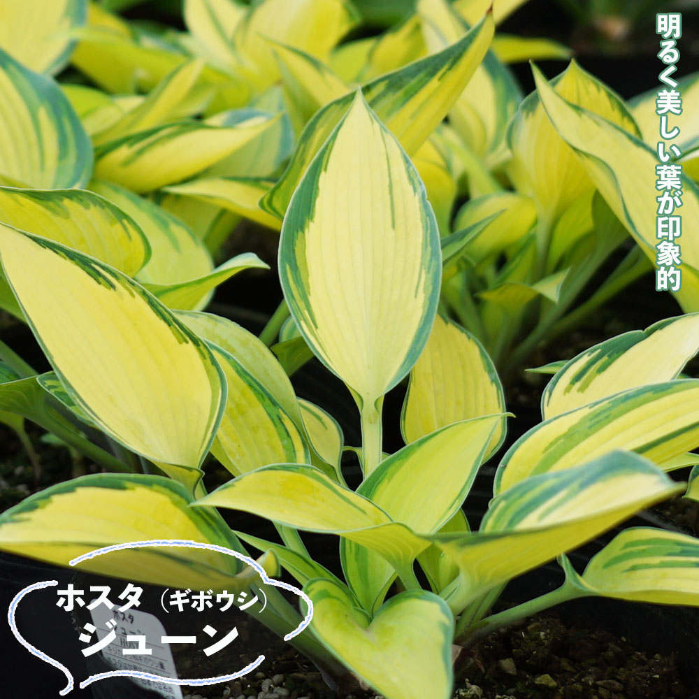 ホスタ ジューン 苗 販売 苗木部 By 花ひろばオンライン