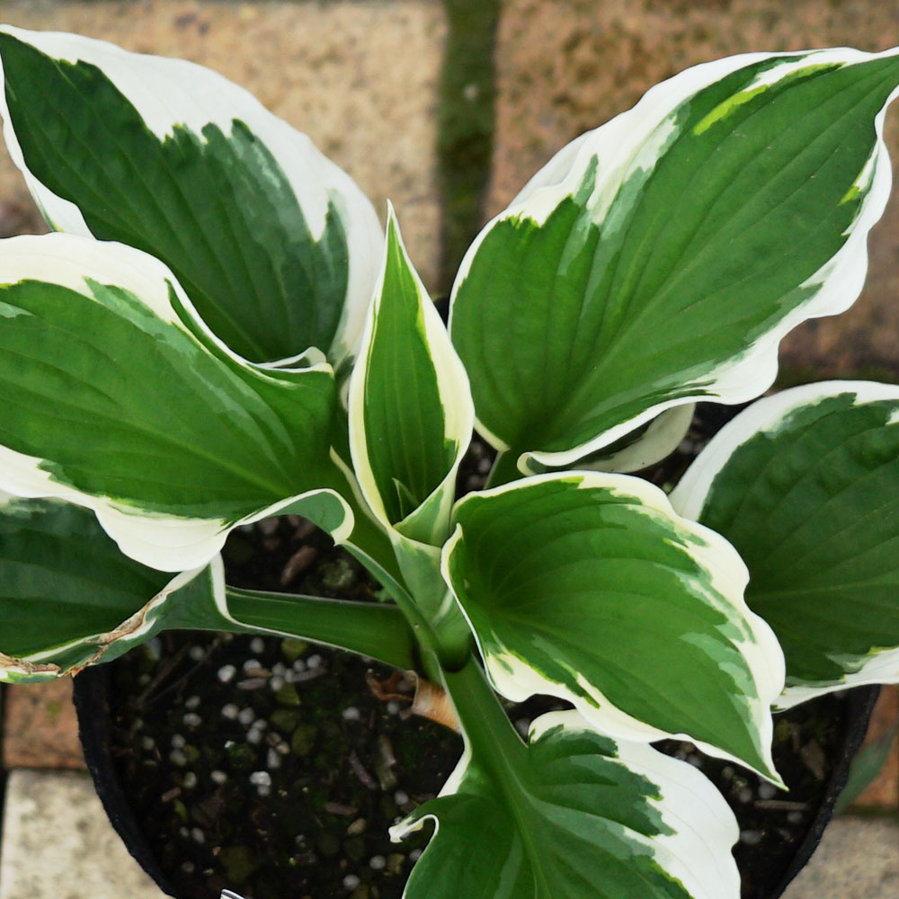 ホスタ パトリオット 1