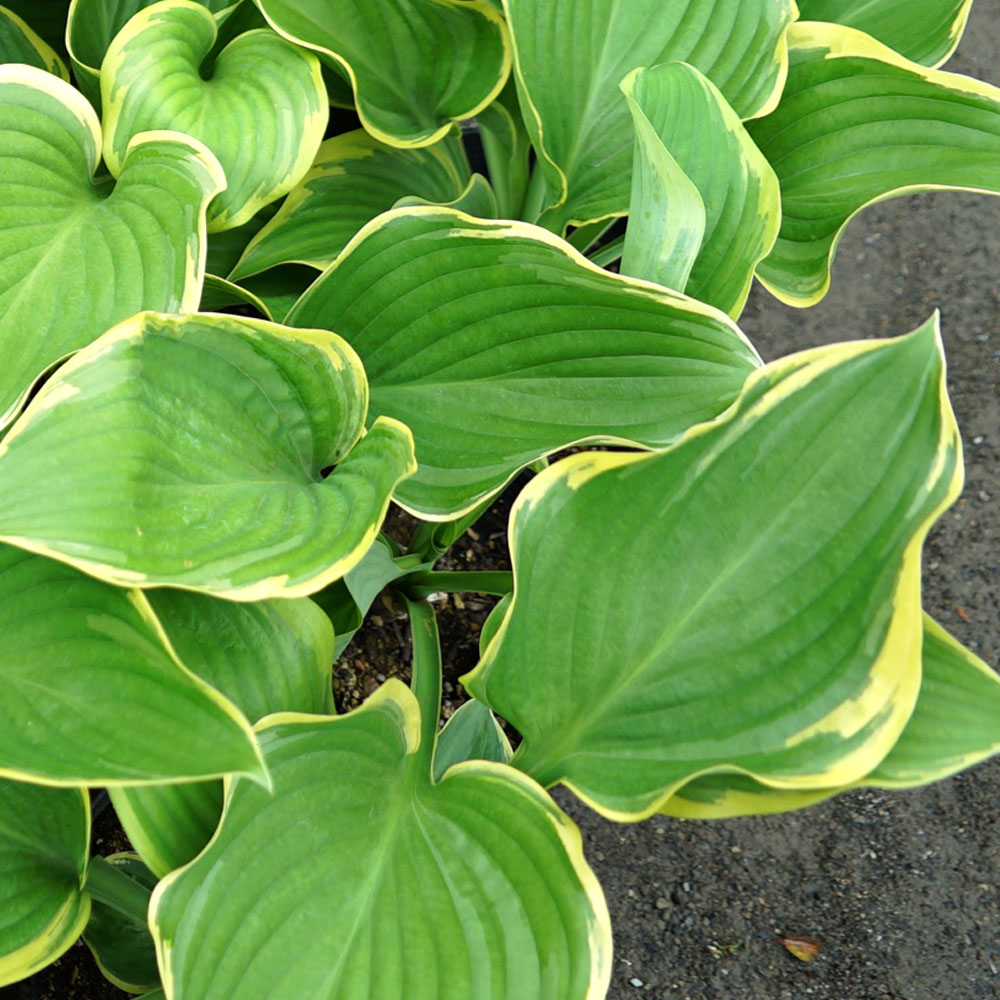 ホスタ ビクトリー 苗 販売 苗木部 By 花ひろばオンライン