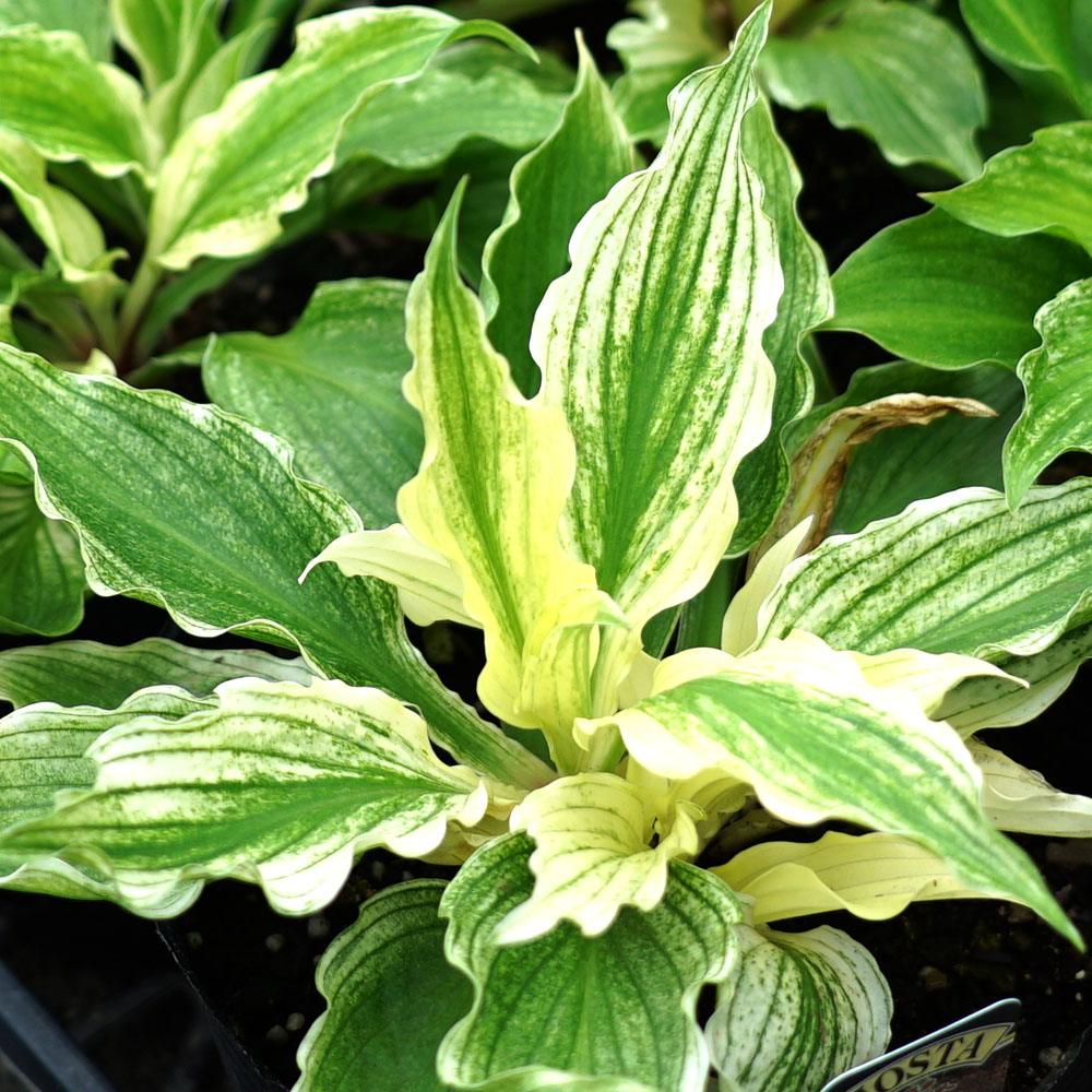 ホスタ ホワイトフェザー 1