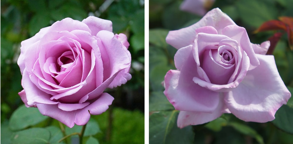 バラ ブルームーン 2