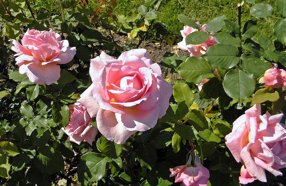 バラ ティファニー 2