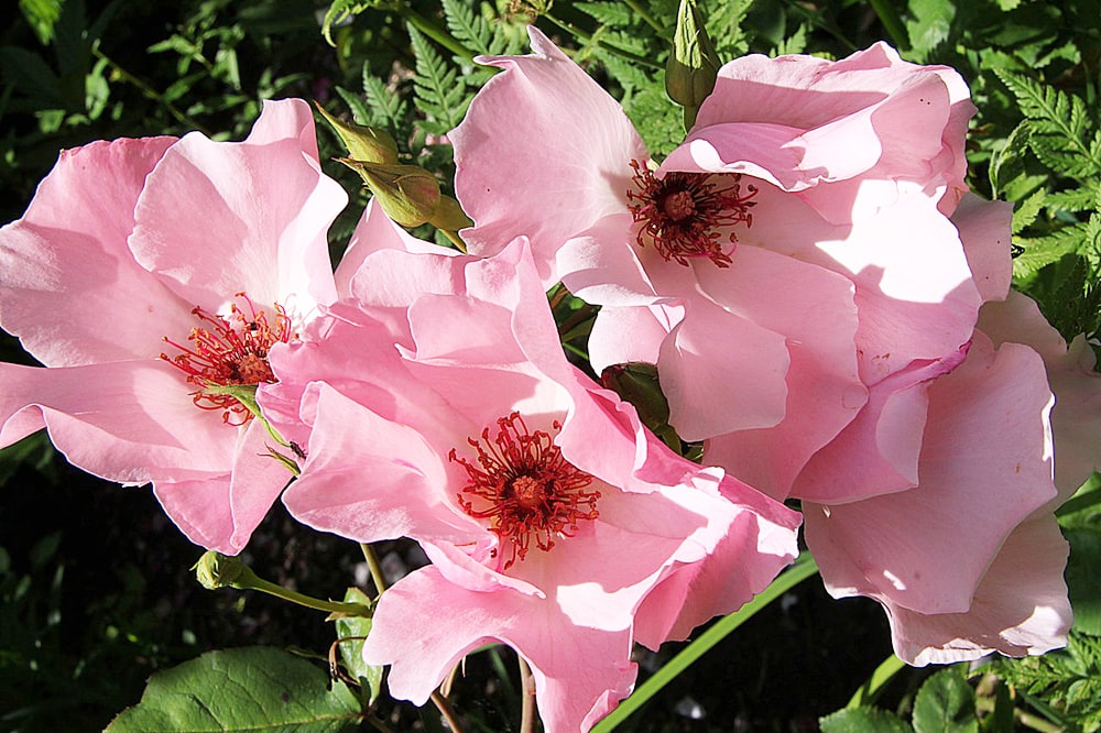 バラ デンティベス 3