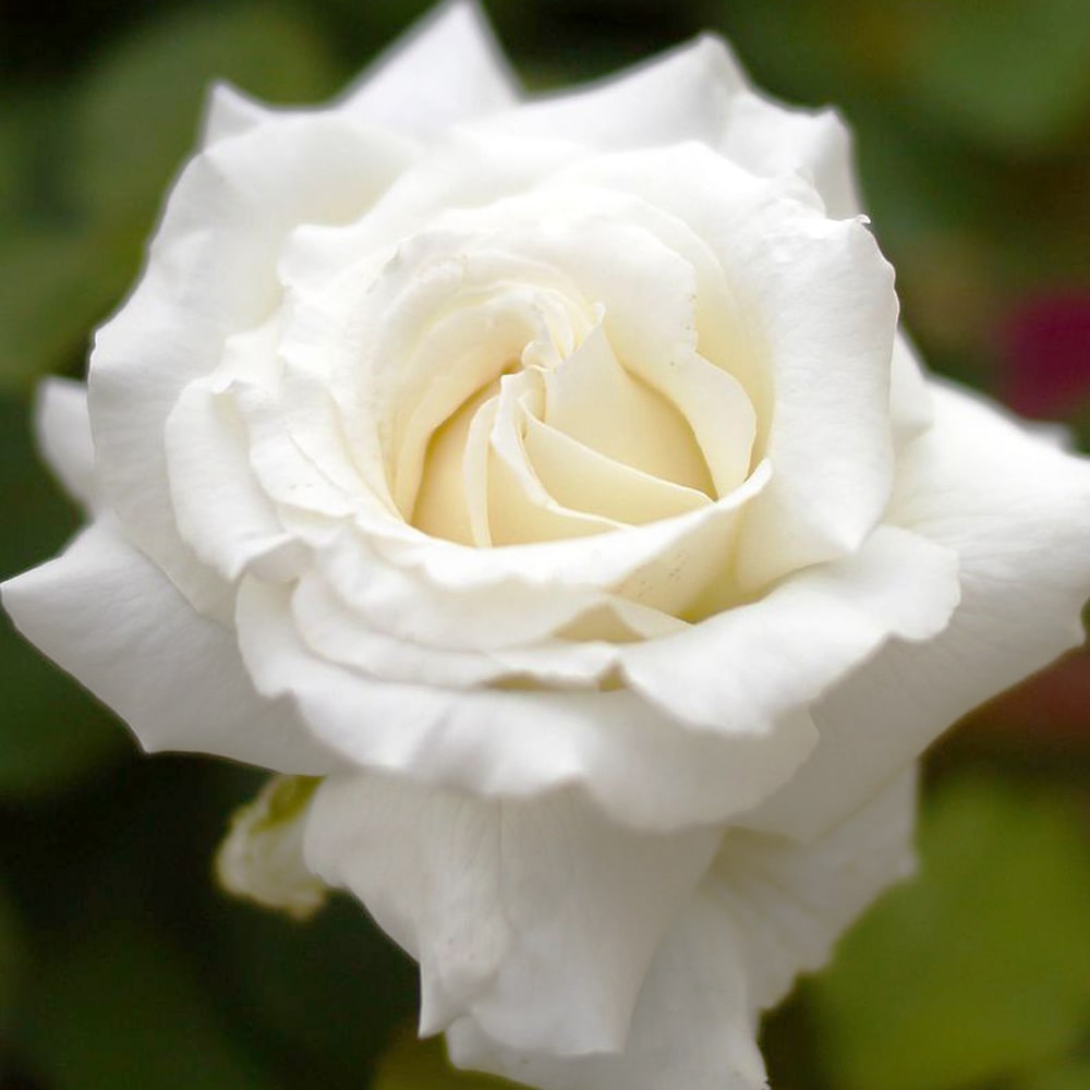 バラ ヨハネパウロ2世 2