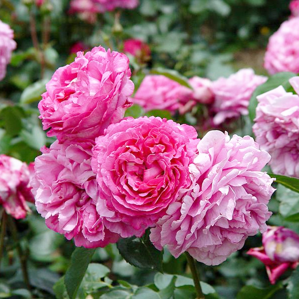 バラ イブピアッチェ 2