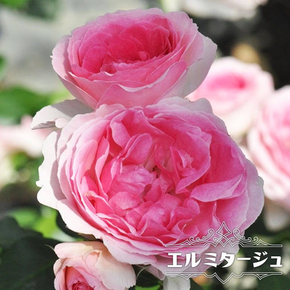 バラ エルミタージュ 