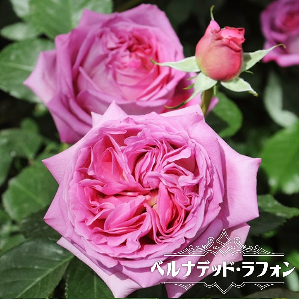 バラ ベルナデッド ラフォン 