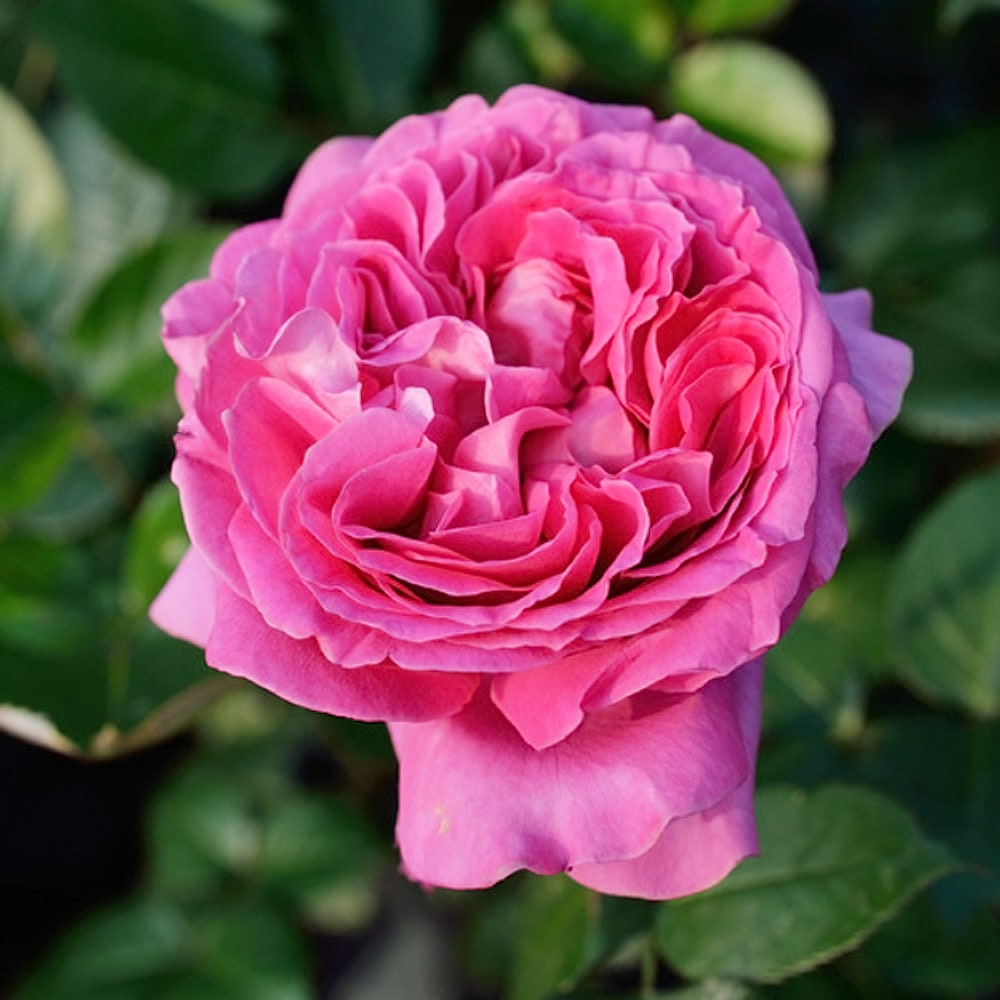 バラ ベルナデッド ラフォン 2