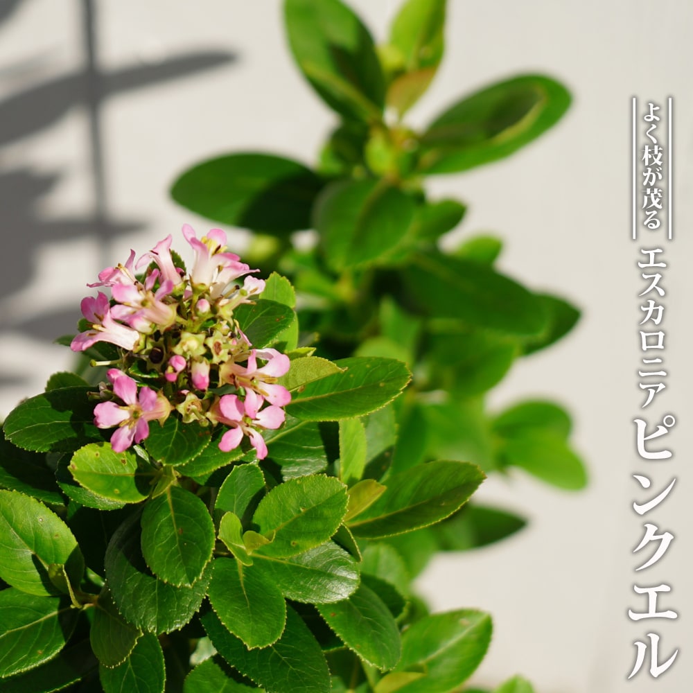 エスカロニア ピンクエル 