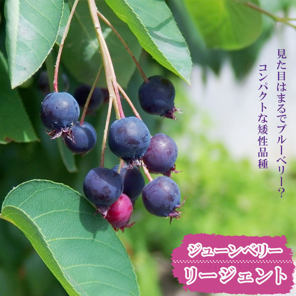 ジューンベリー リージェント 