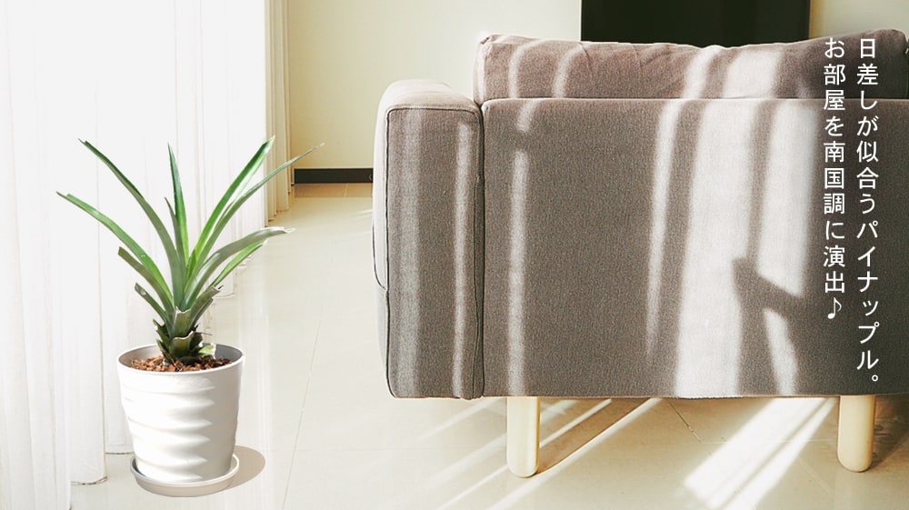 パイナップル 大玉種 