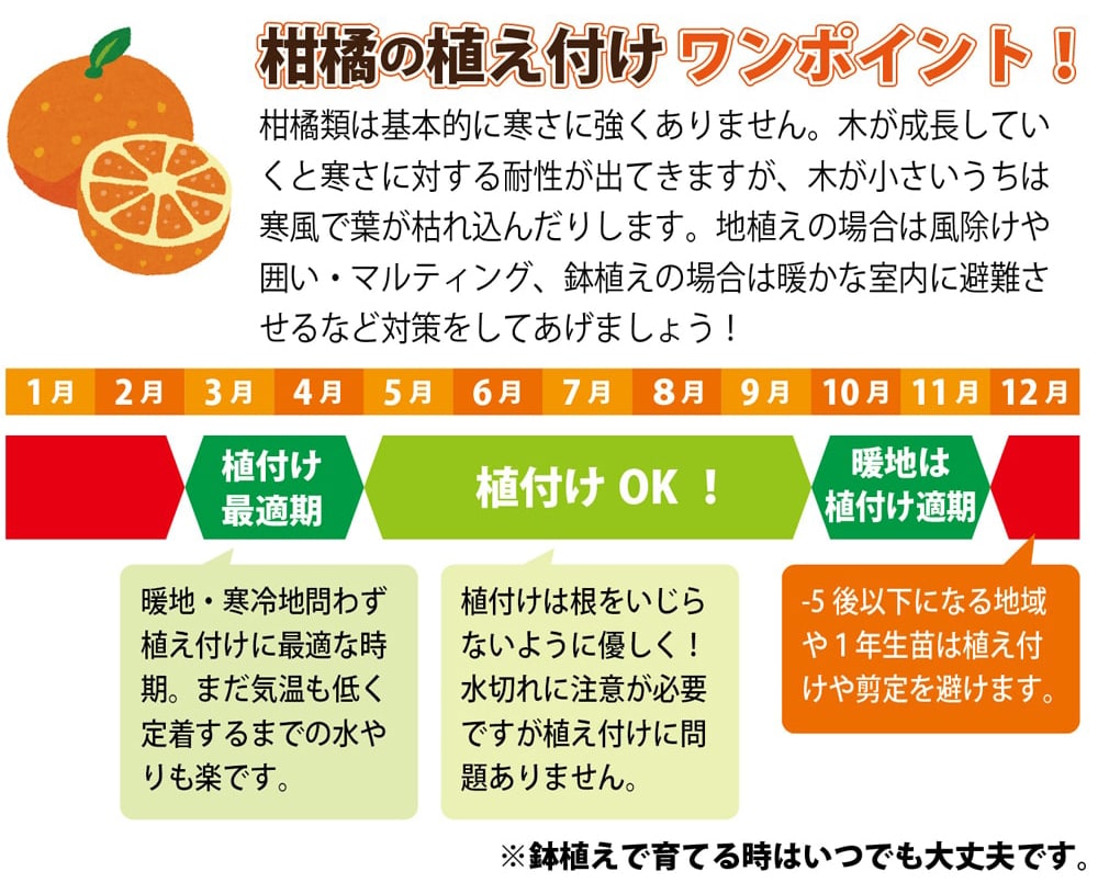 石地中生 温州みかん 苗 販売 苗木部 By 花ひろばオンライン