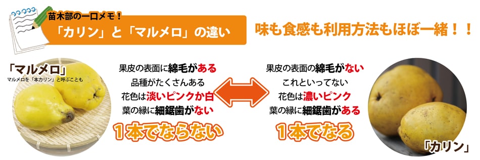 カリンとマルメロの違いとは？