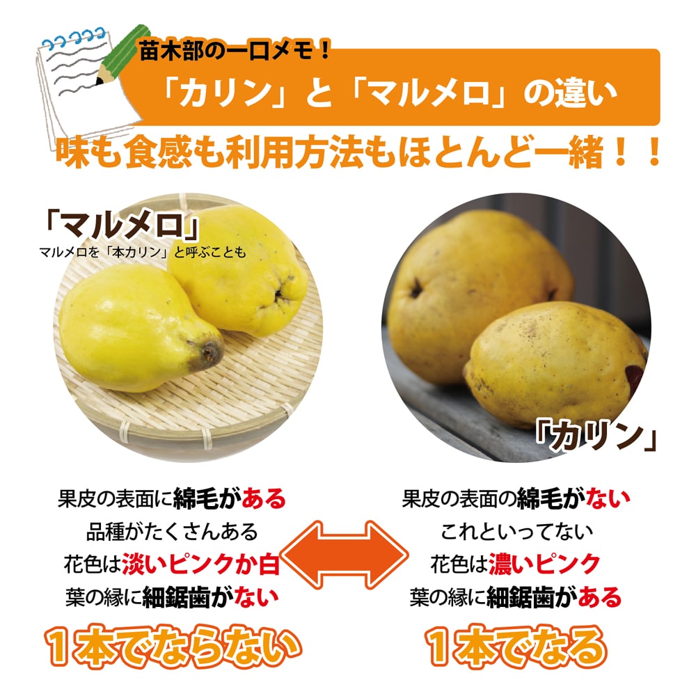 マルメロ と カリン の 違い