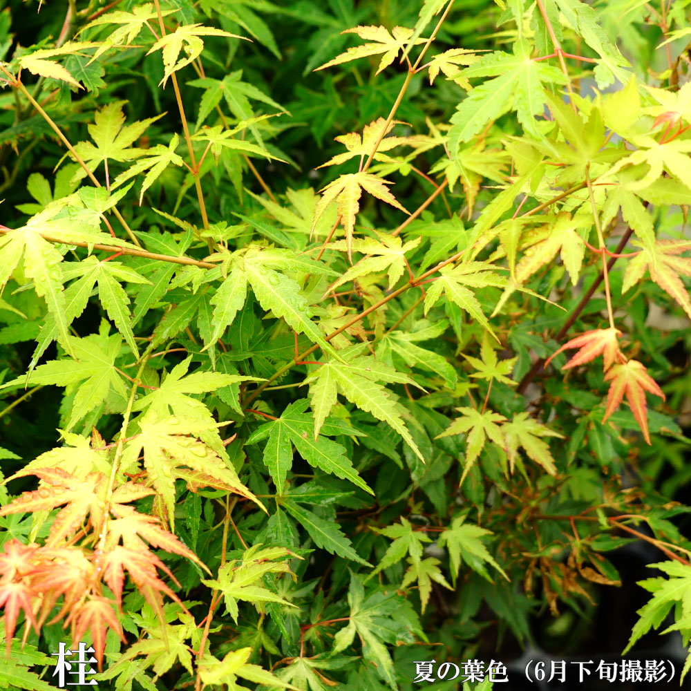 モミジ 桂 3