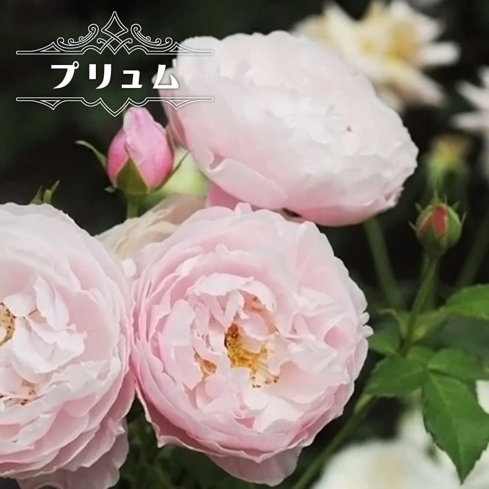 バラ プリュム 2