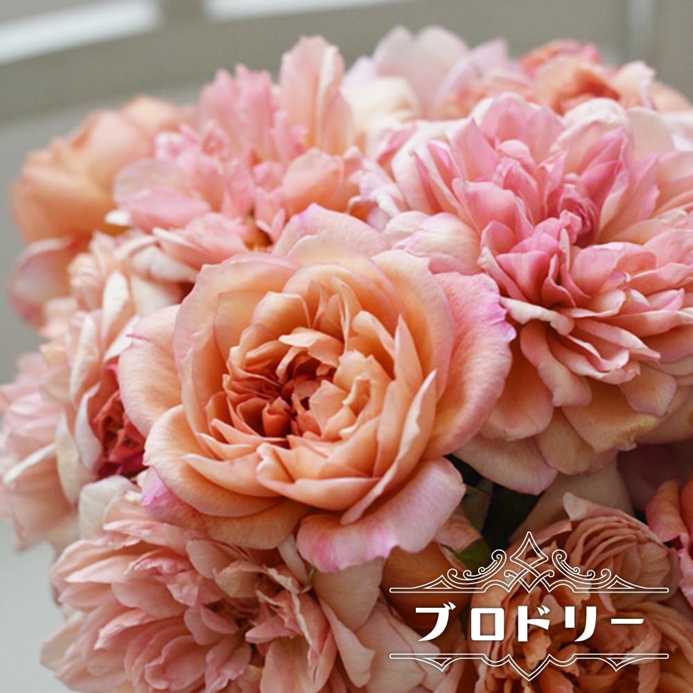 バラ ブロドリー 