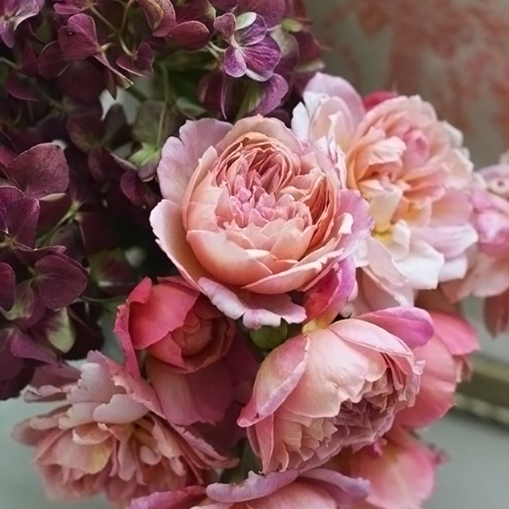 バラ ブロドリー 1