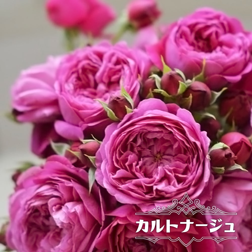 バラ カルトナージュ 